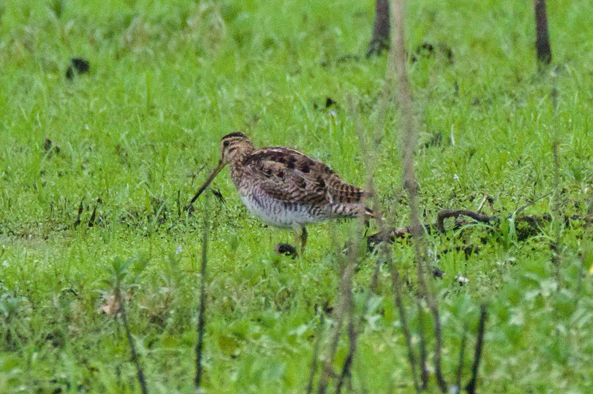 Latham's Snipe - ML646389449