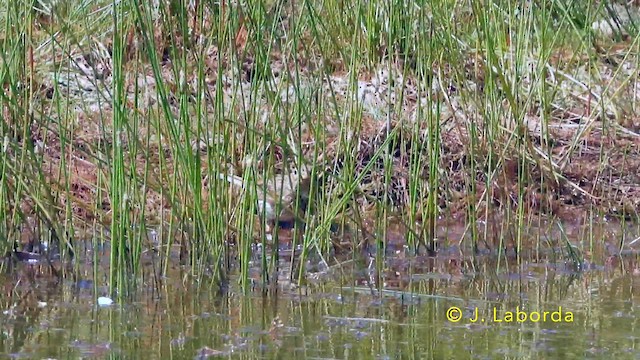 Escribano Triguero - ML646389452