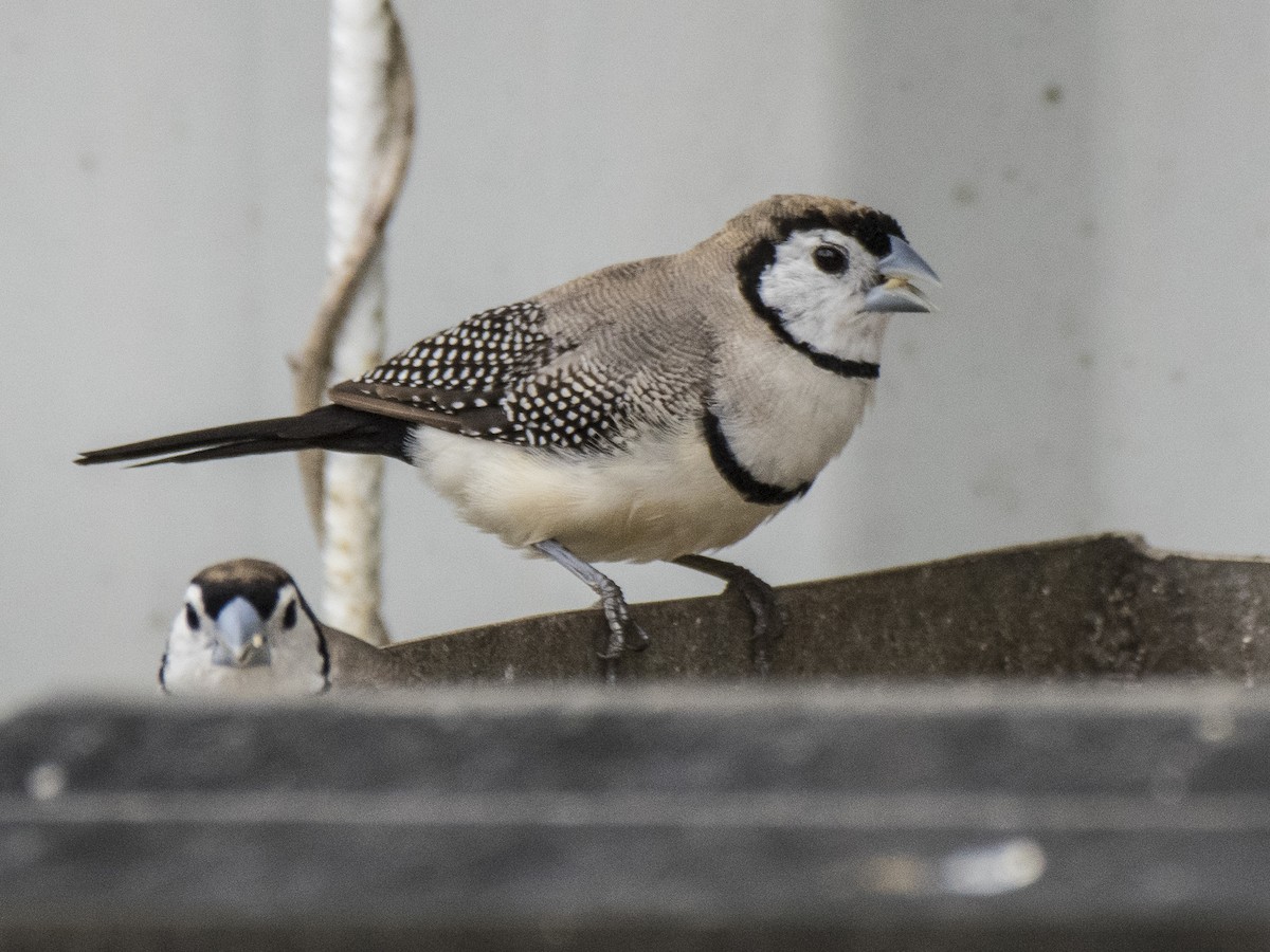 Double-barred Finch - ML646389453