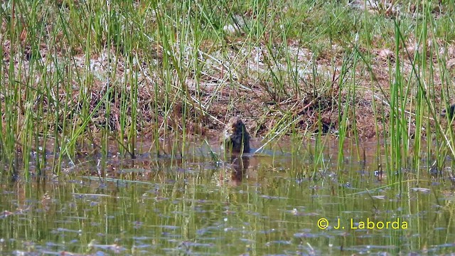 Escribano Triguero - ML646389454