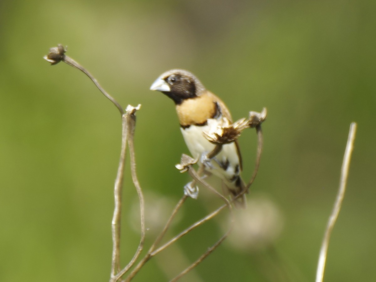 Chestnut-breasted Munia - ML646389455
