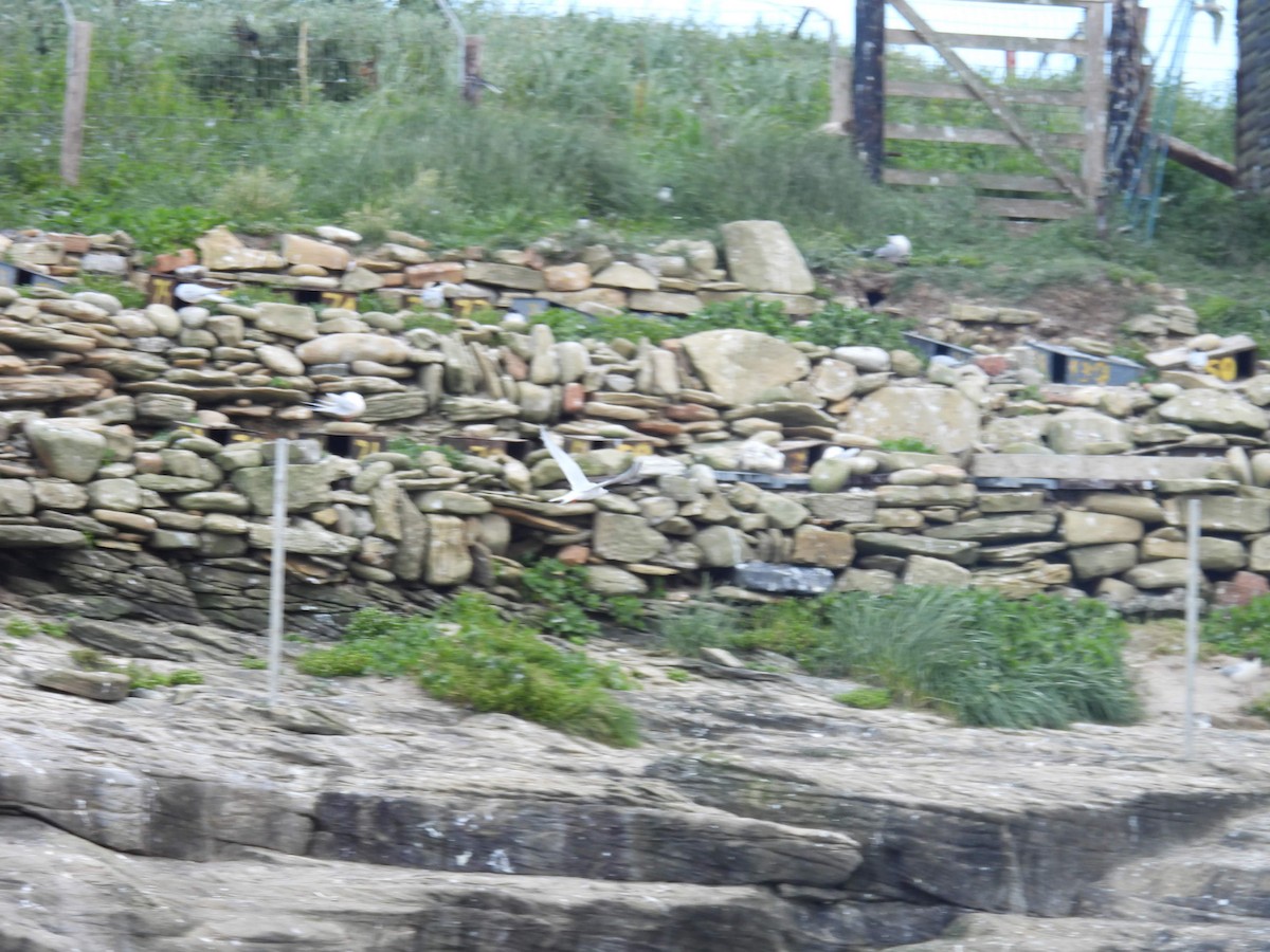 Roseate Tern - ML646389460