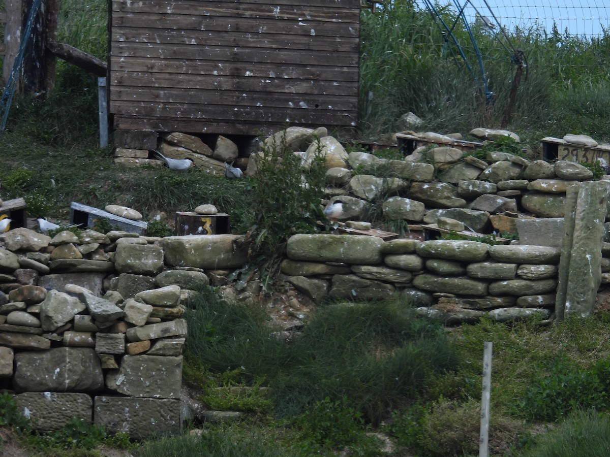 Roseate Tern - ML646389462