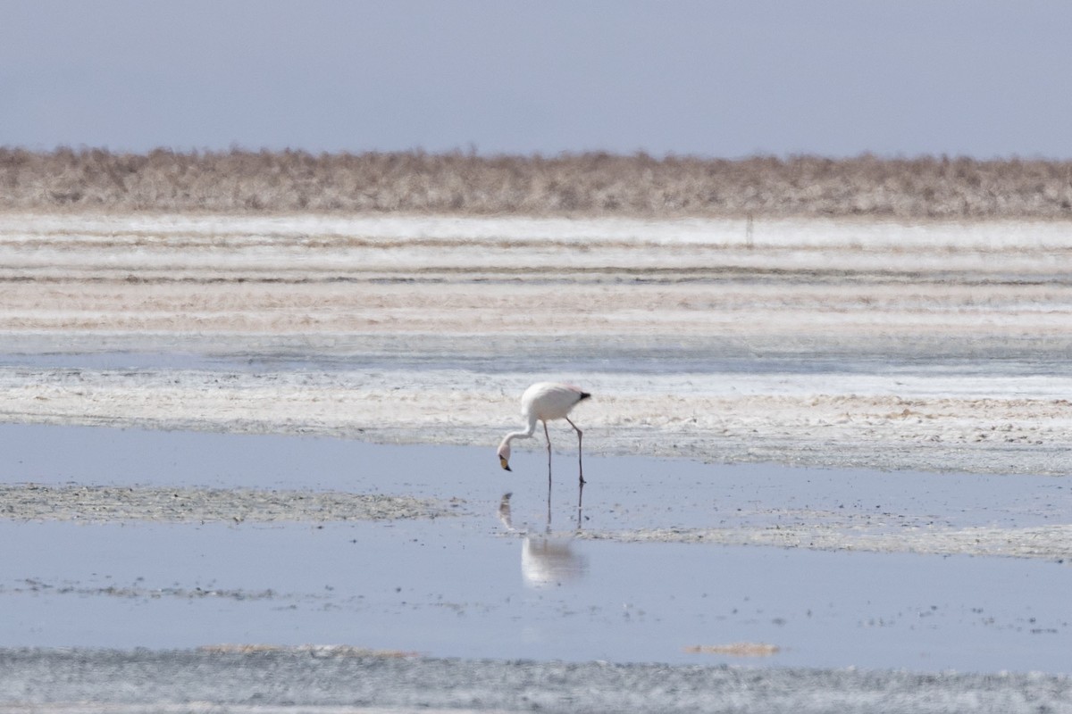 James's Flamingo - ML646389464