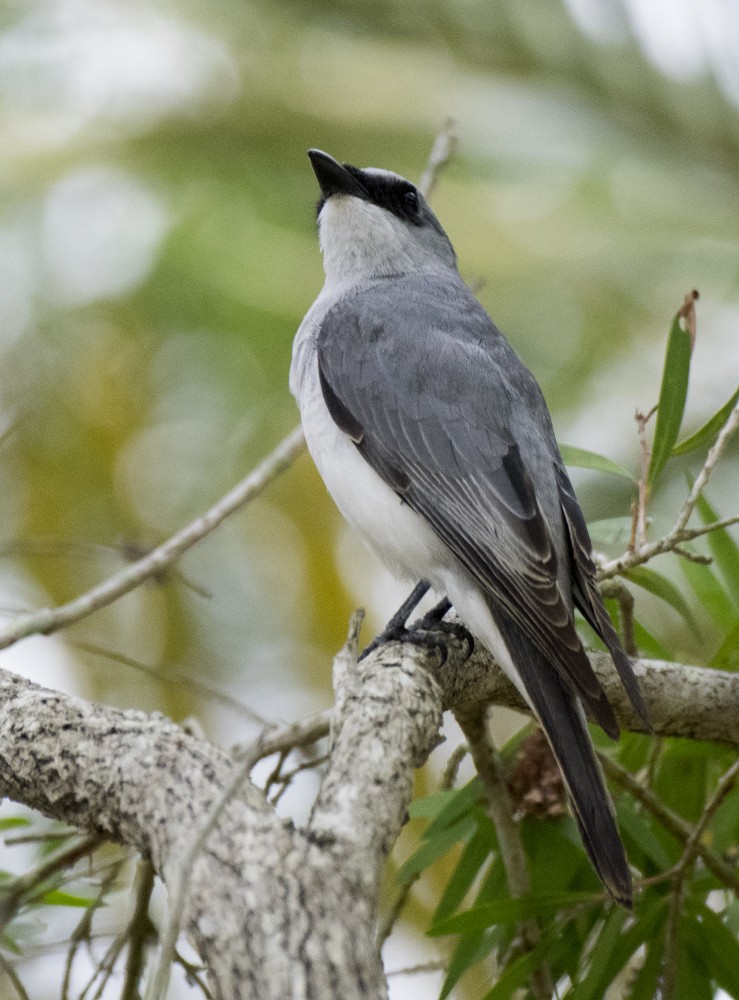 White-bellied Cuckooshrike - ML646389465