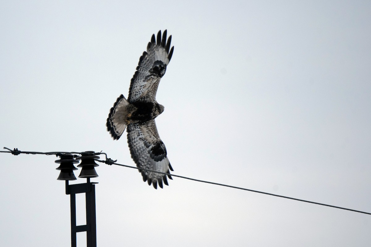 Тарлан сар - ML646389466