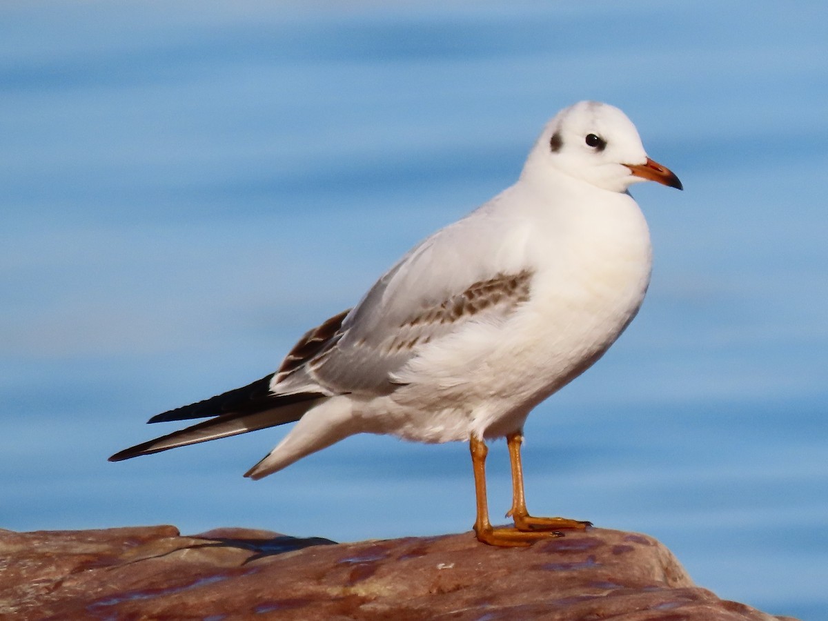 紅嘴鷗 - ML646389469