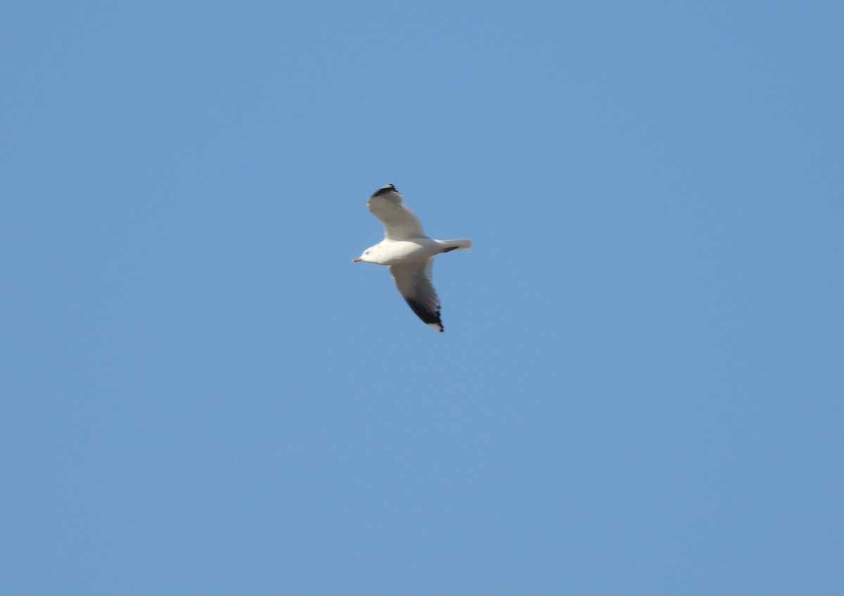 racek bouřní - ML646389478