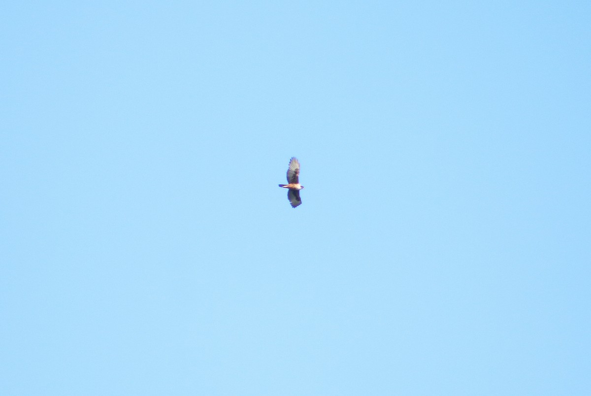 Águila Ventrirroja - ML646389486