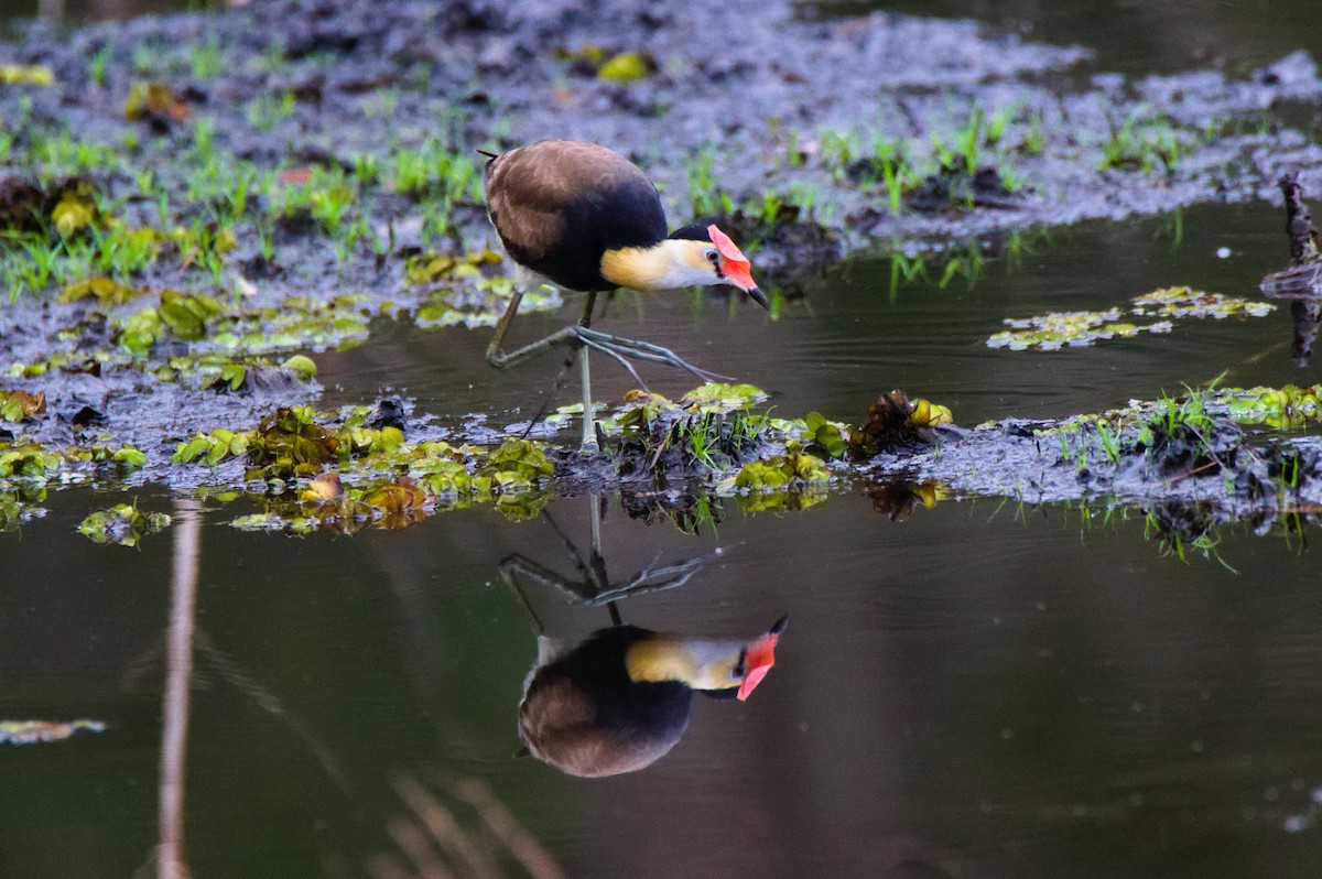 Comb-crested Jacana - ML646389490