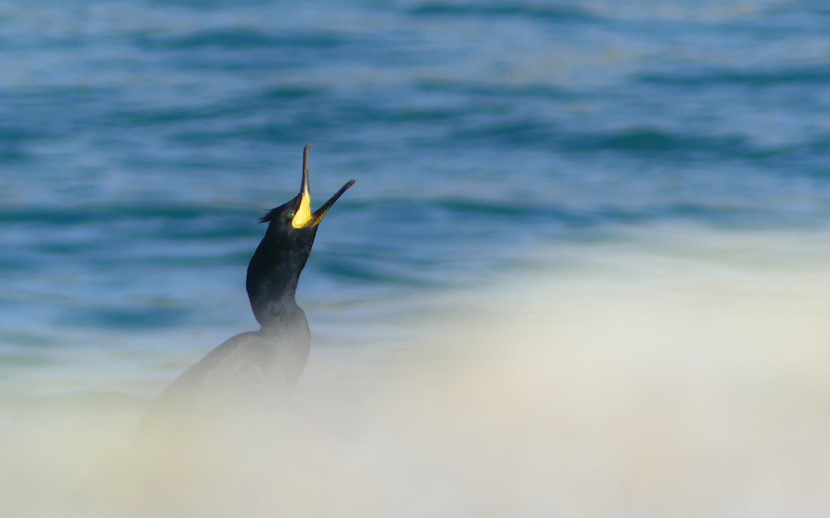 European Shag - ML646389492