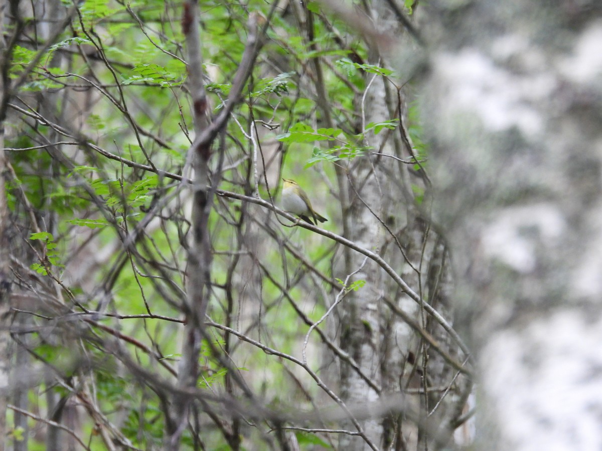 Wood Warbler - ML646389495