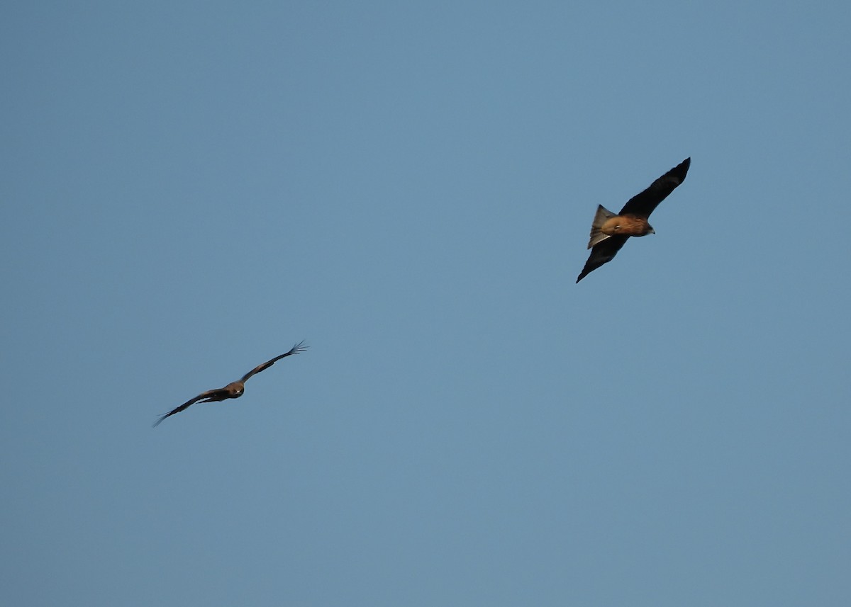 luňák hnědý - ML646389497