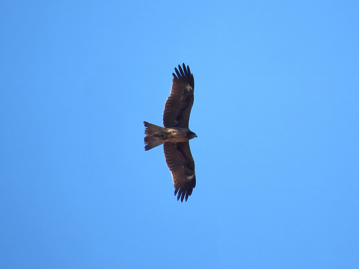 luňák hnědý - ML646389499