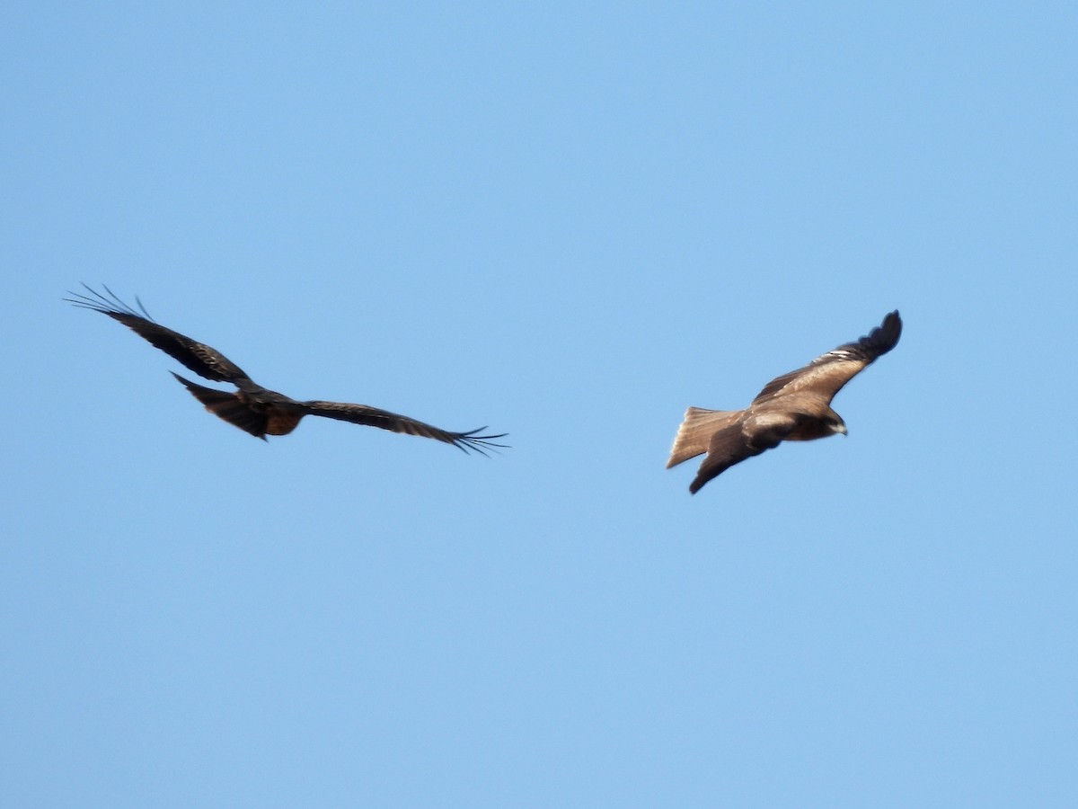 luňák hnědý - ML646389500