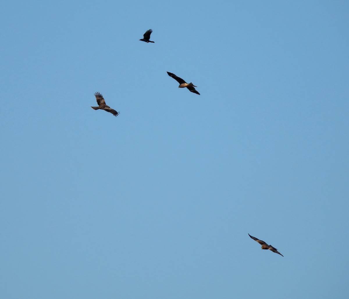 luňák hnědý - ML646389501