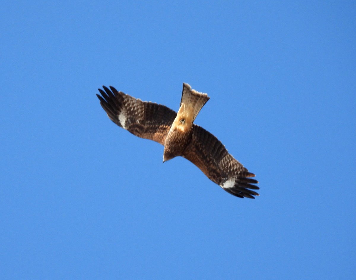 luňák hnědý - ML646389502