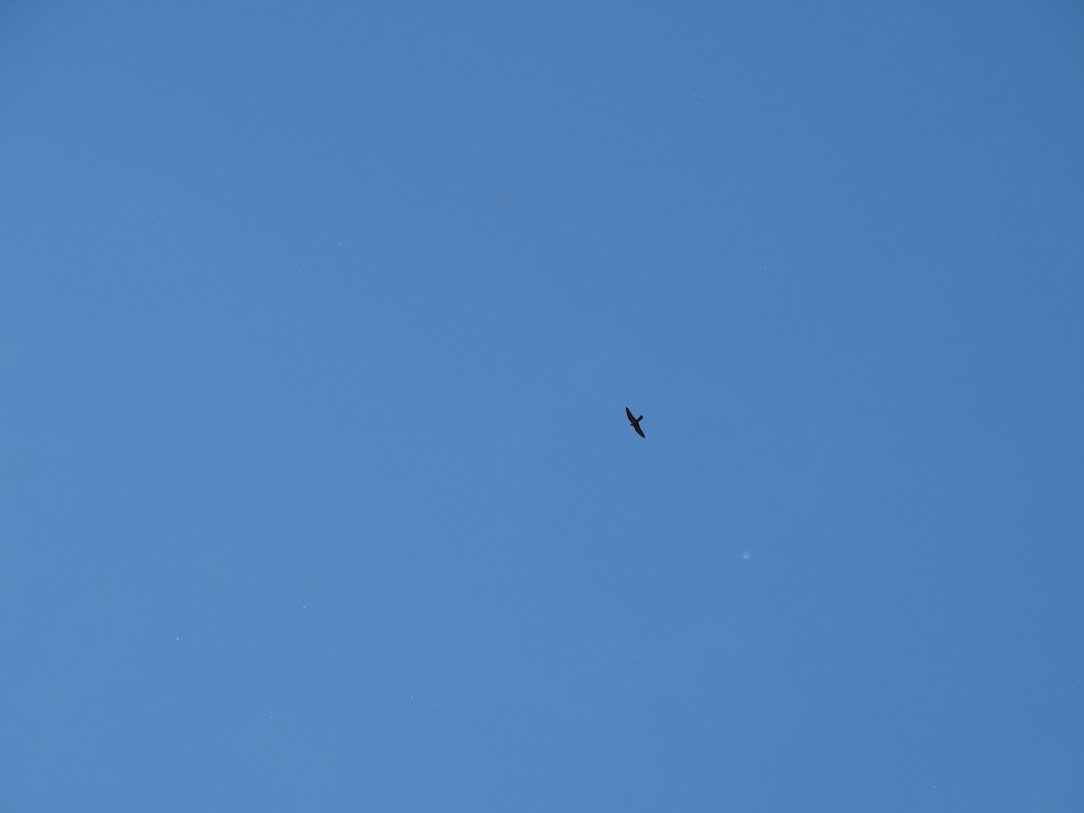 Eurasian Hobby - ML646389505