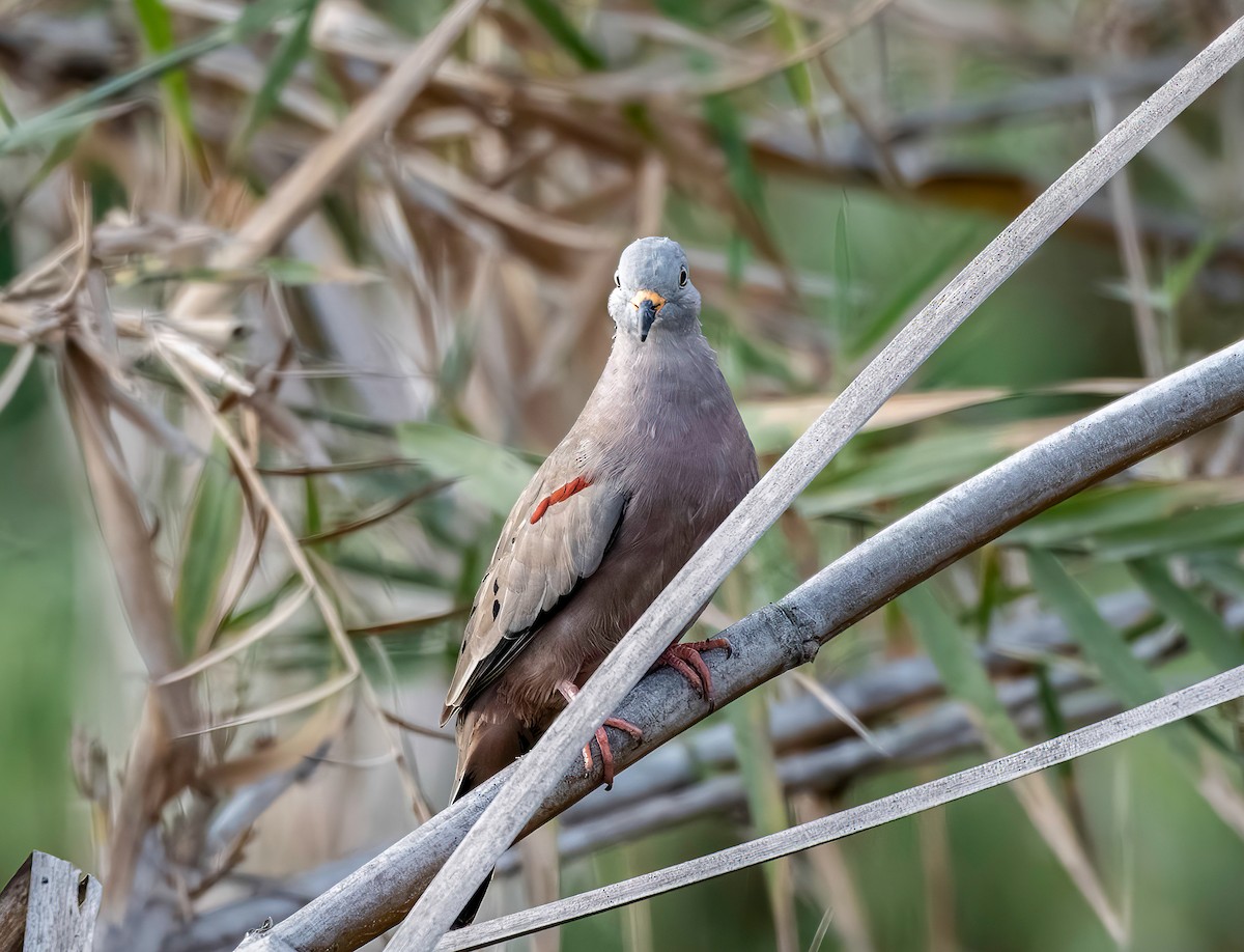 Croaking Ground Dove - ML646389506