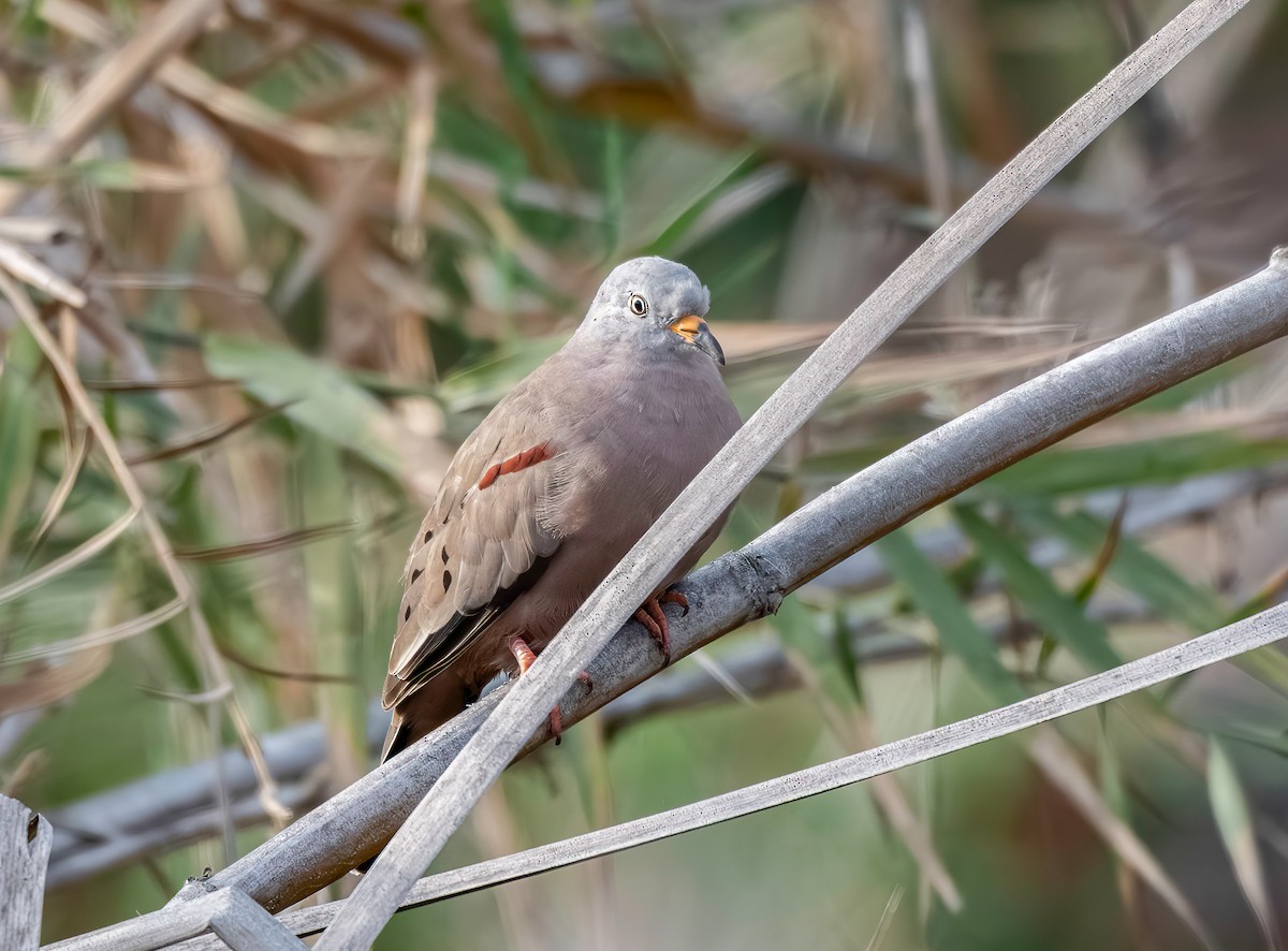 Croaking Ground Dove - ML646389507