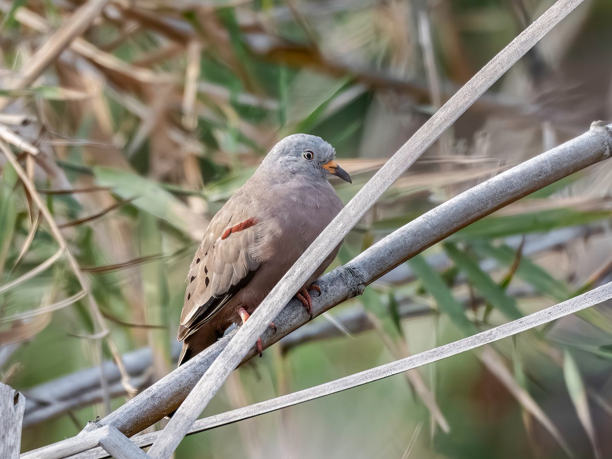 Croaking Ground Dove - ML646389508