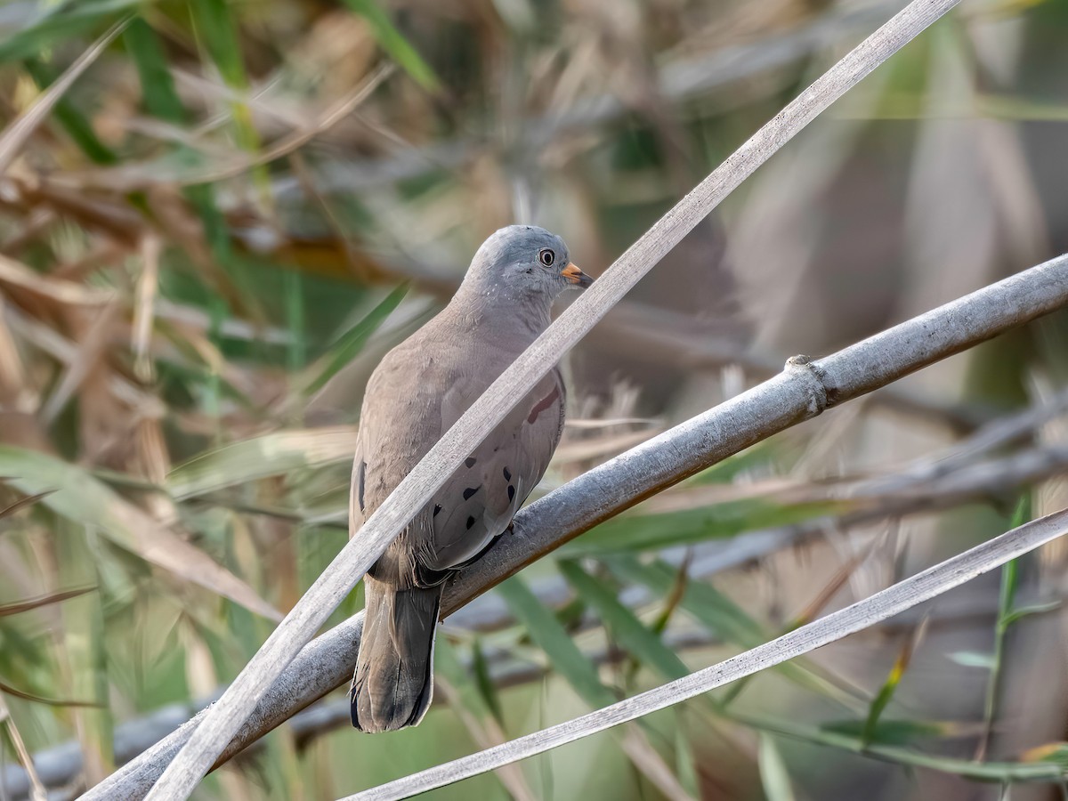 Croaking Ground Dove - ML646389509