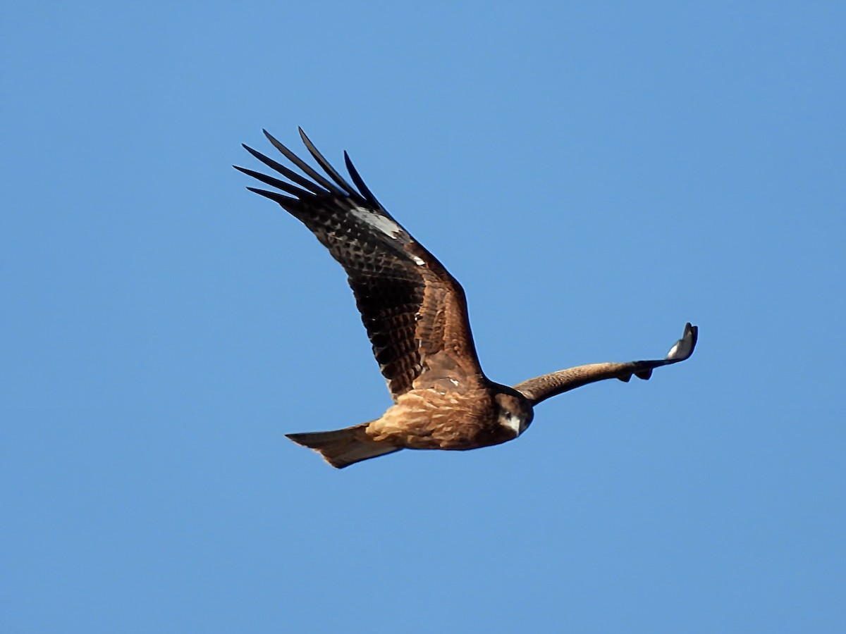 luňák hnědý - ML646389511