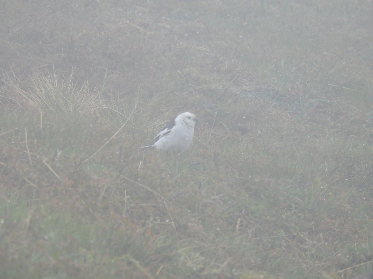Snow Bunting - ML646389513