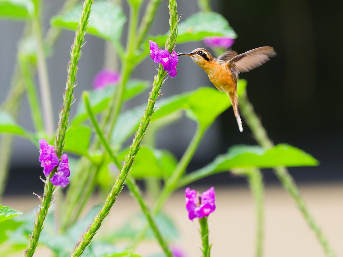 Gray-chinned Hermit (Gray-chinned) - ML646389514