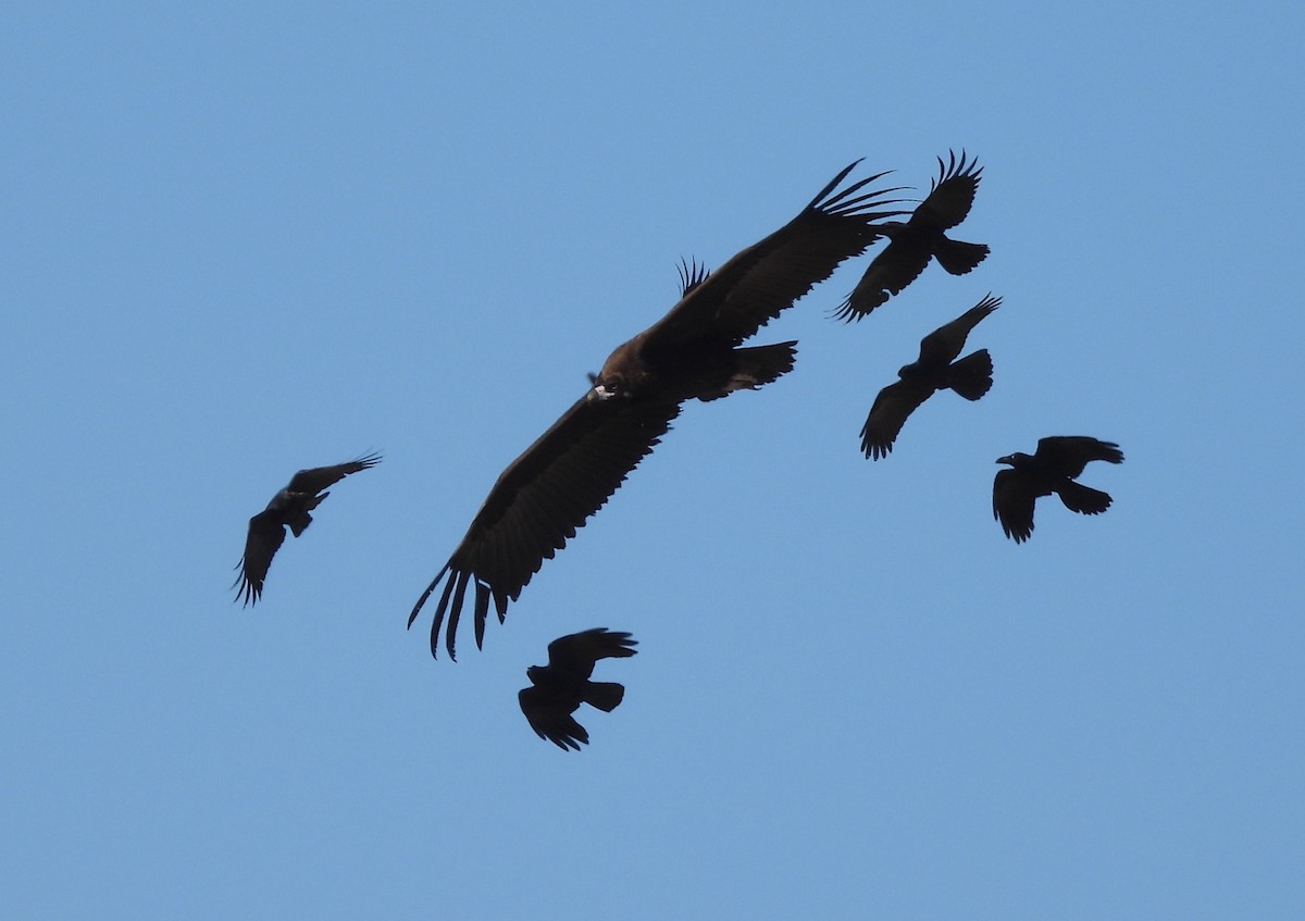 Buitre Negro - ML646389515