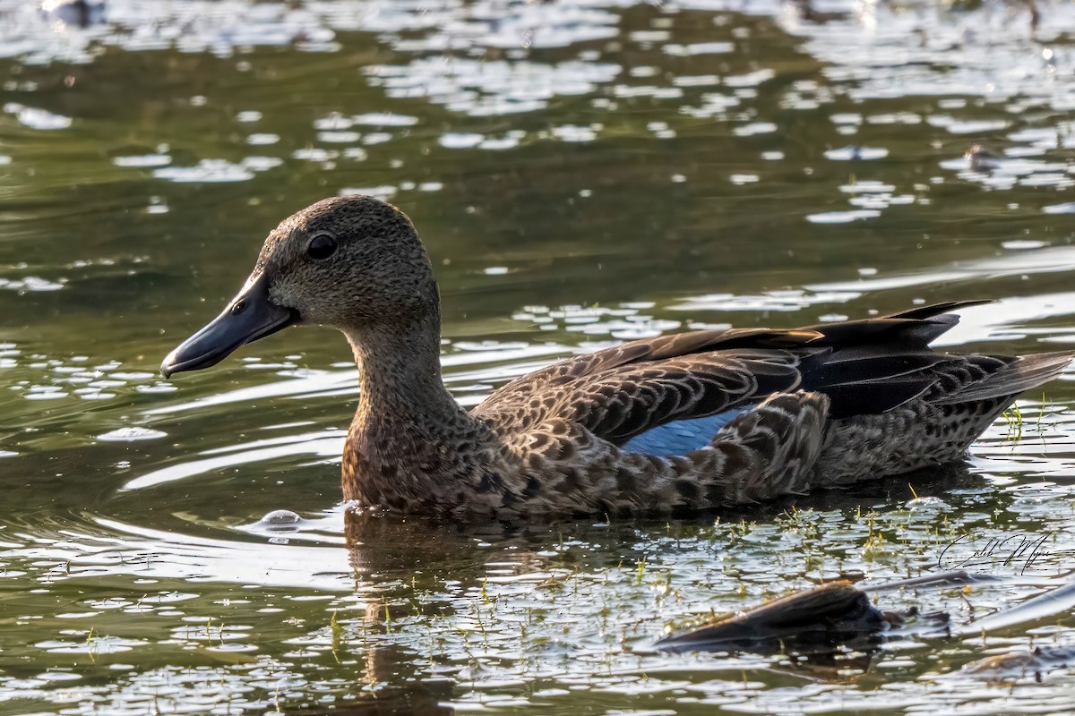 Blauflügelente - ML646389516