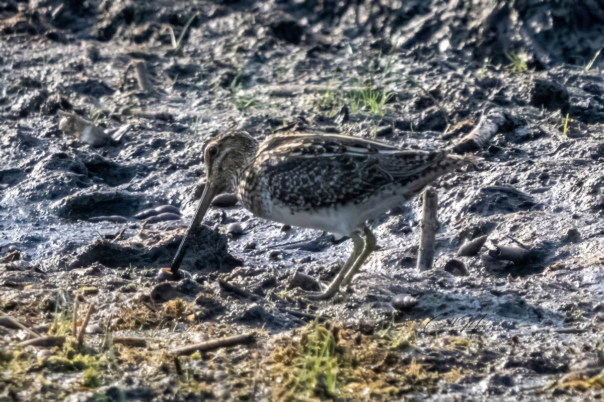 Wilsonbekassine - ML646389519