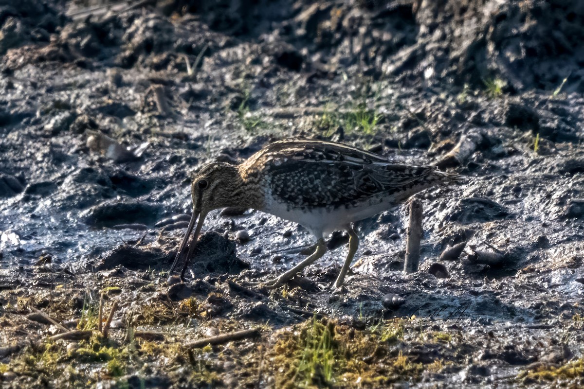 Wilsonbekassine - ML646389520