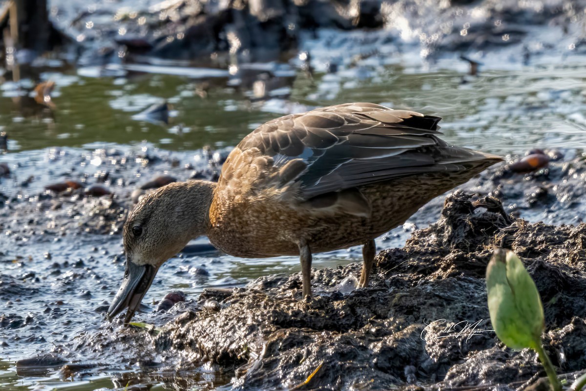 Blauflügelente - ML646389522