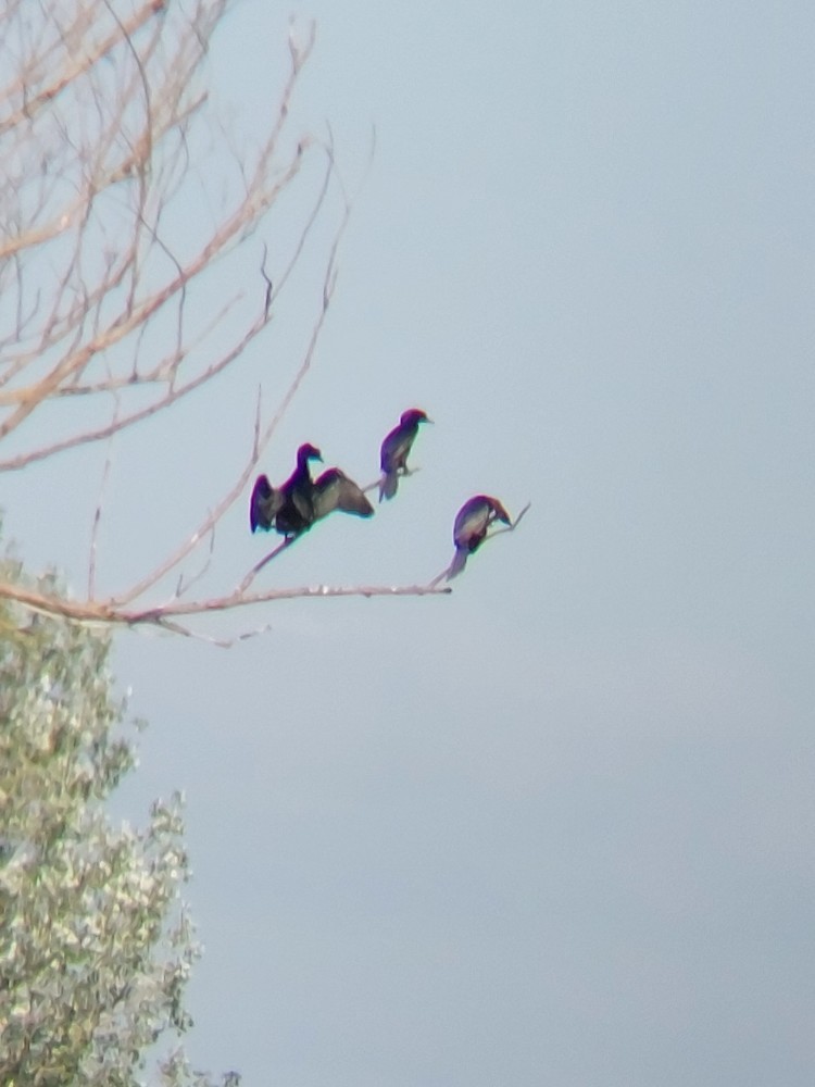 Pygmy Cormorant - ML646389523