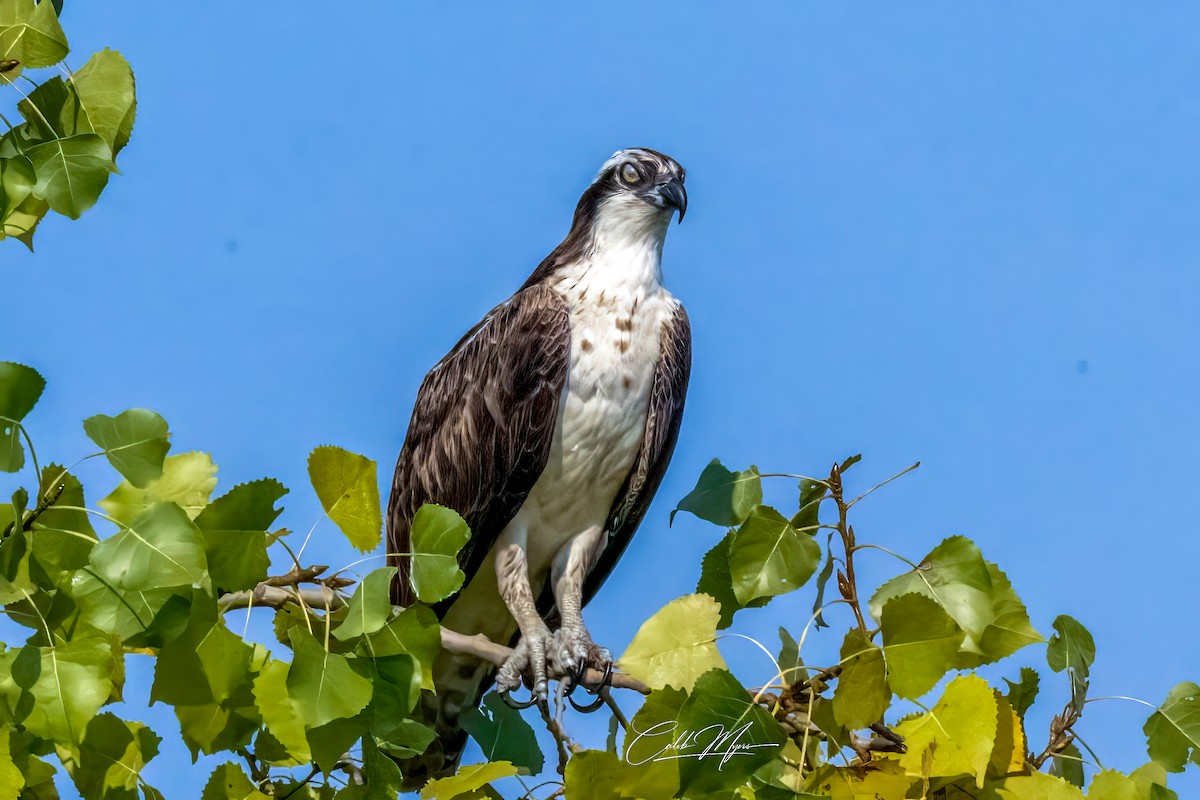 Fischadler - ML646389524