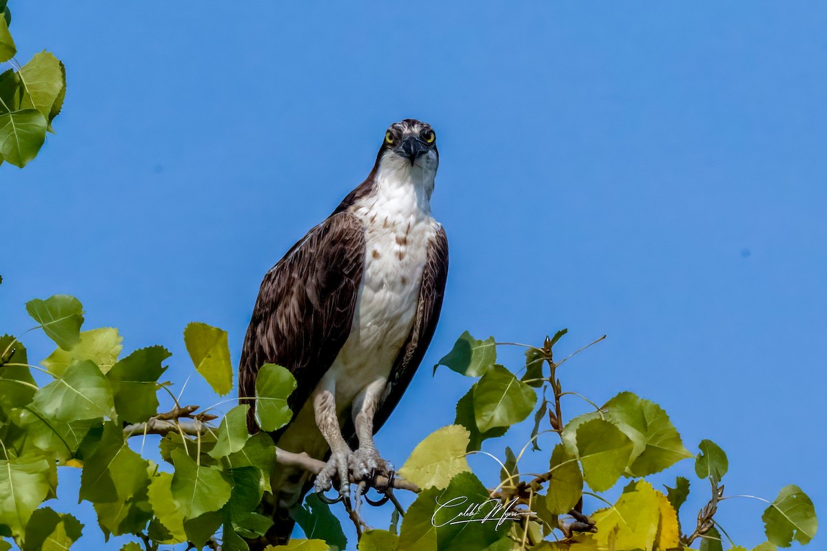 Fischadler - ML646389525