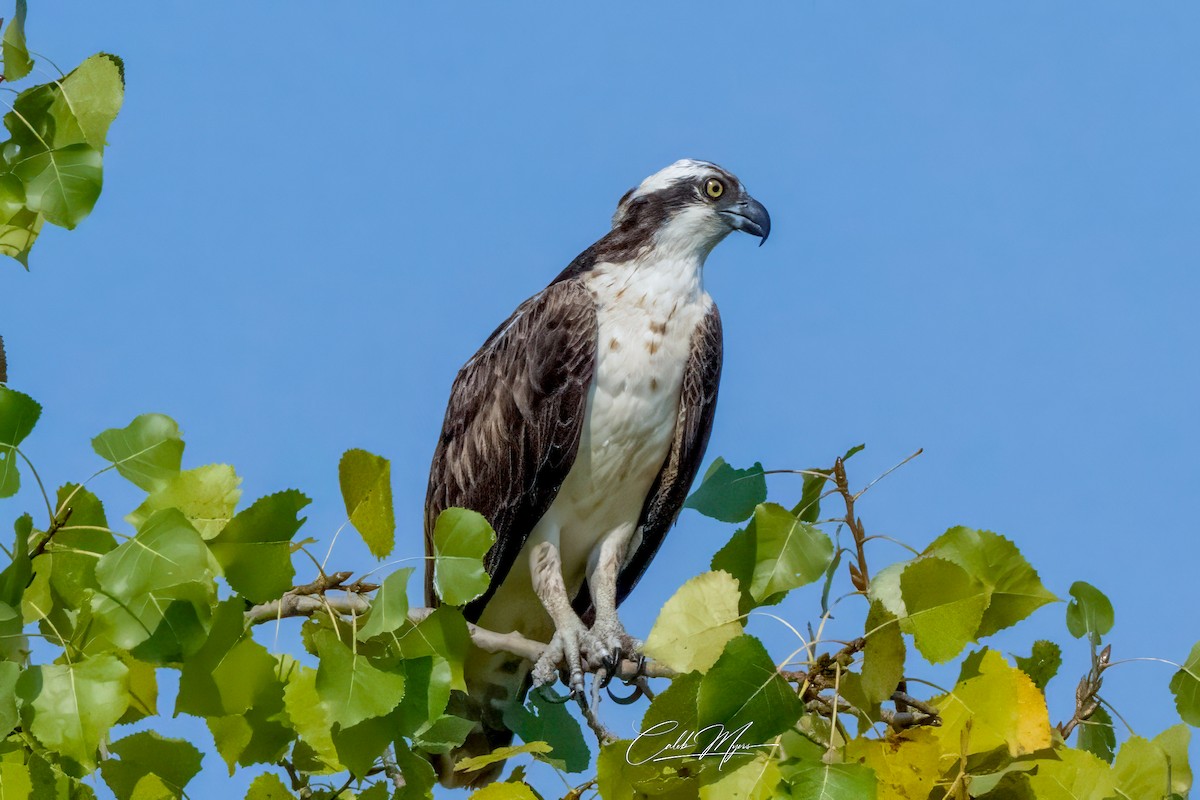 Fischadler - ML646389526