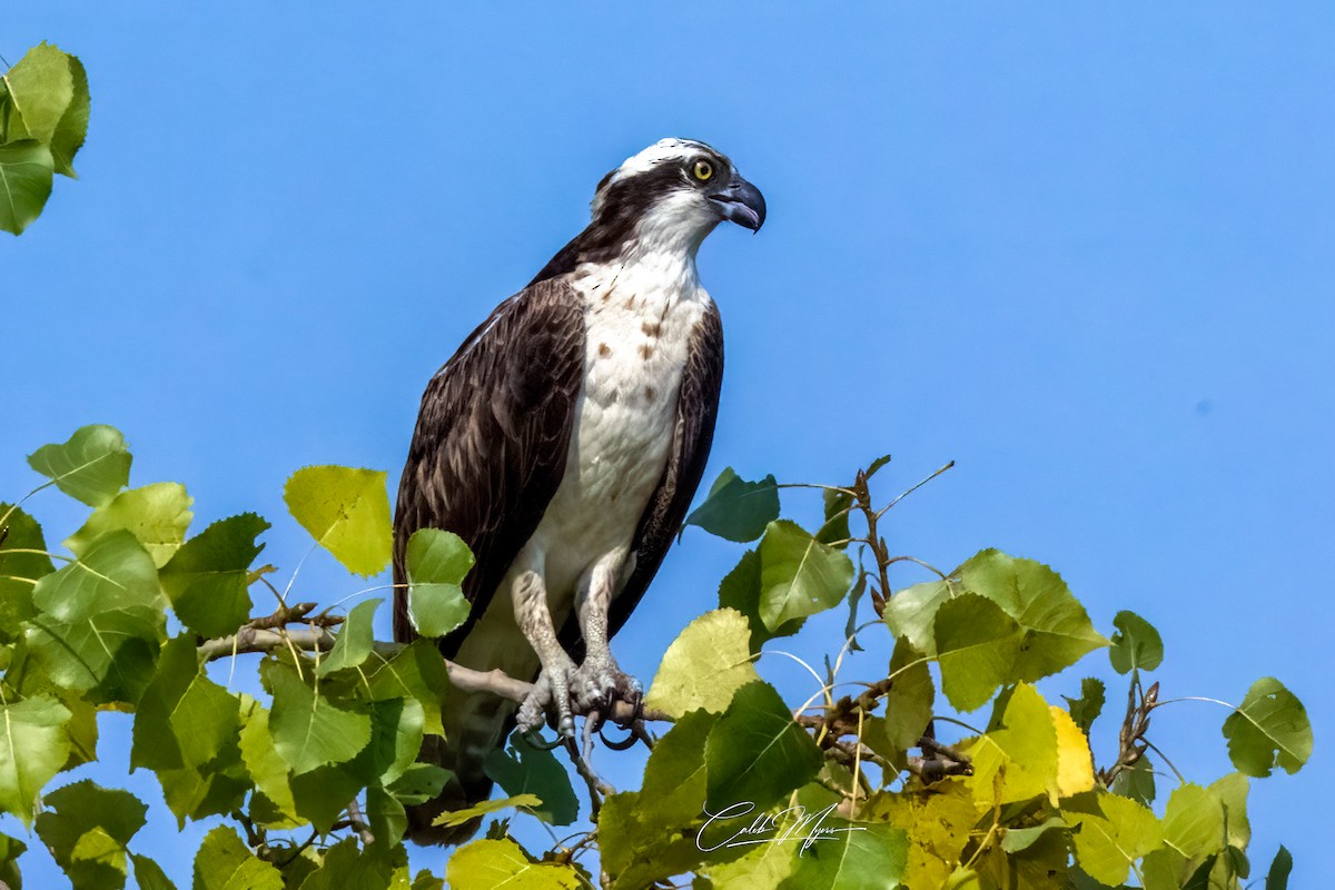 Fischadler - ML646389527