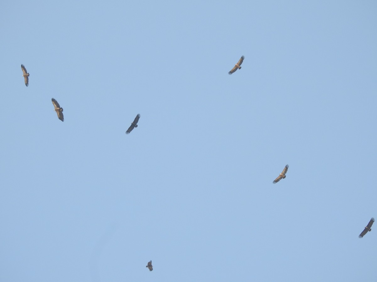 Buitre Negro - ML646389528