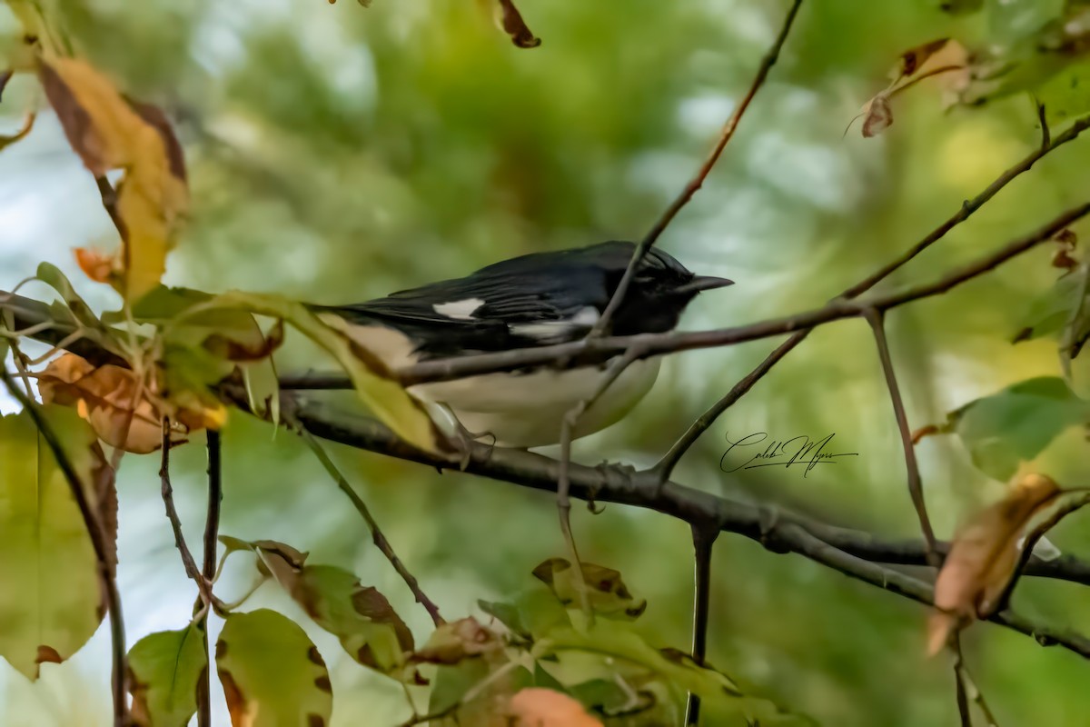 Blaurücken-Waldsänger - ML646389529