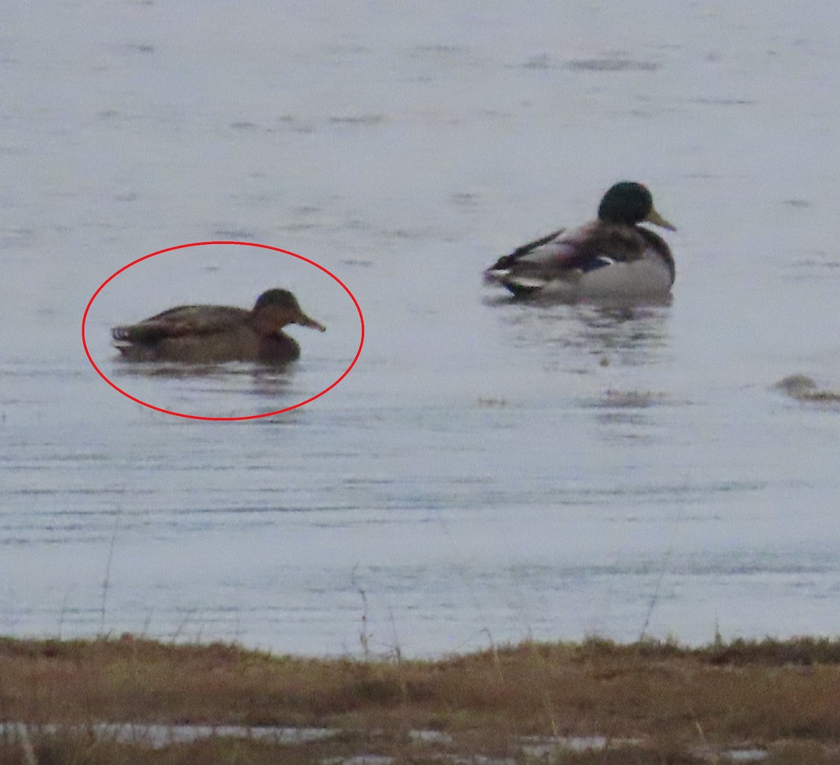 Mallard - ML646389530