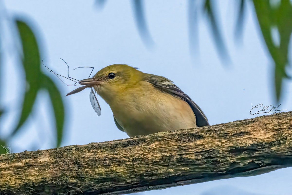 Braunkehl-Waldsänger - ML646389532
