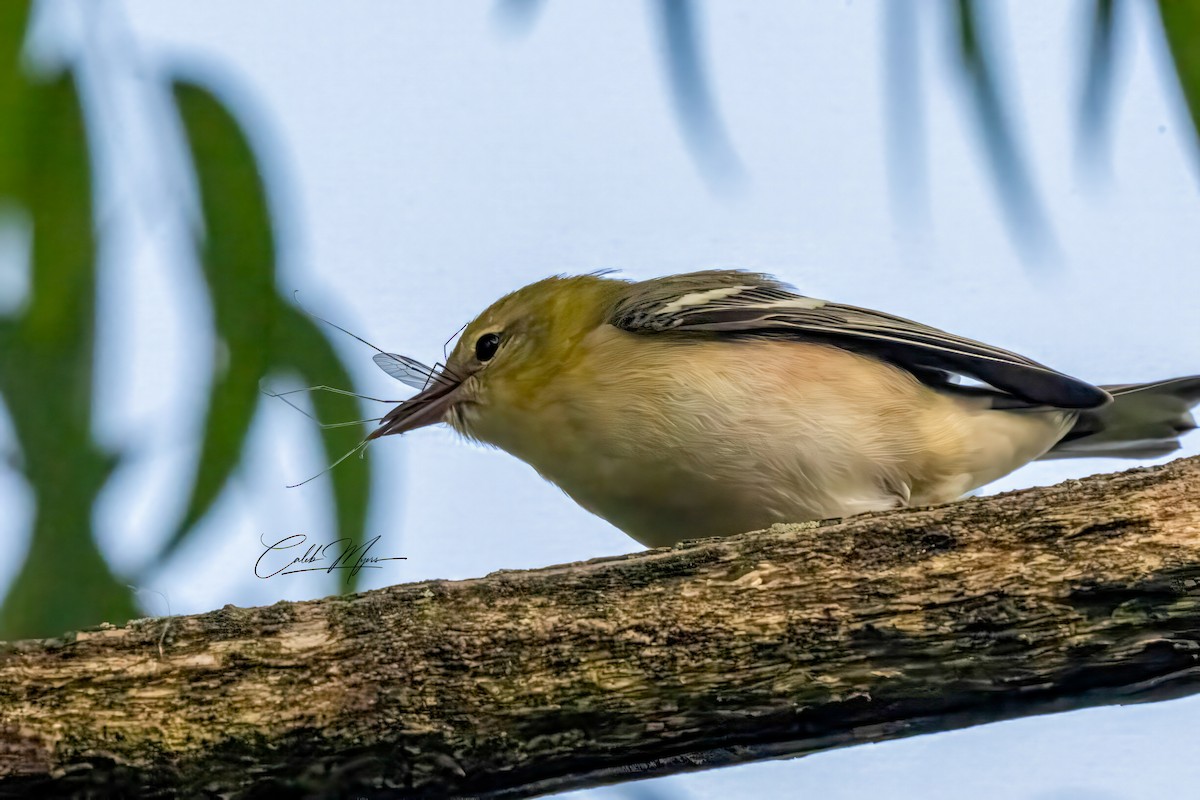 Braunkehl-Waldsänger - ML646389533