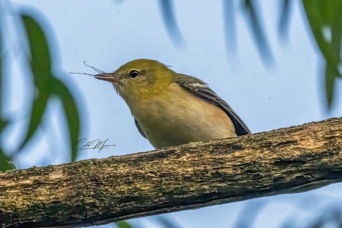 Braunkehl-Waldsänger - ML646389534