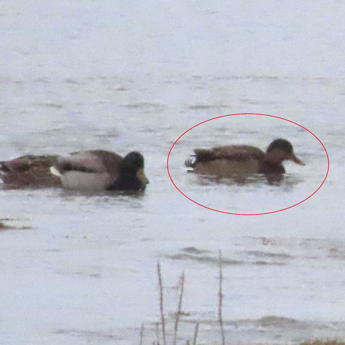 Mallard - ML646389535