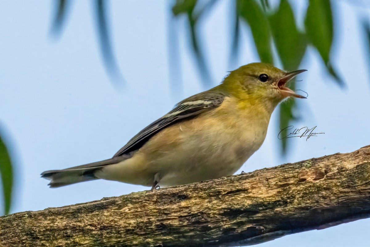 Braunkehl-Waldsänger - ML646389536