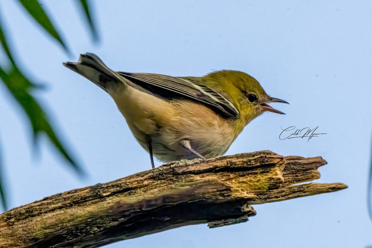 Braunkehl-Waldsänger - ML646389537