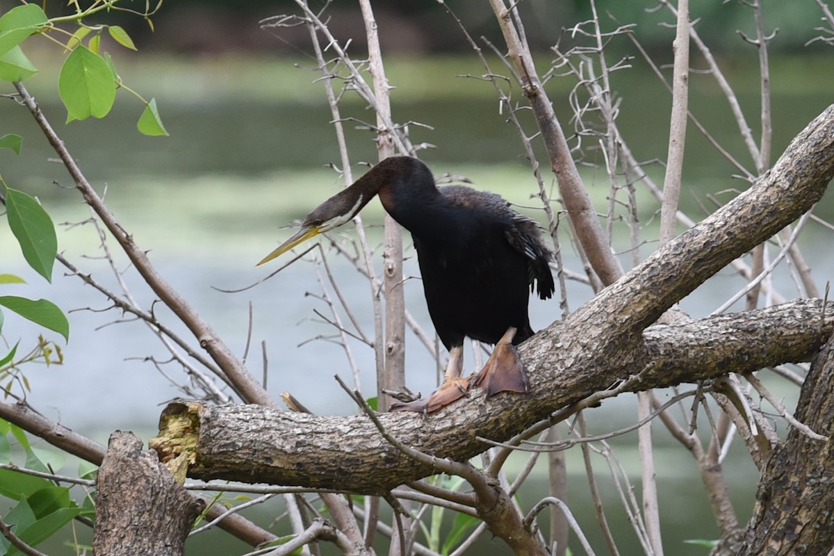 Australasian Darter - ML646389539
