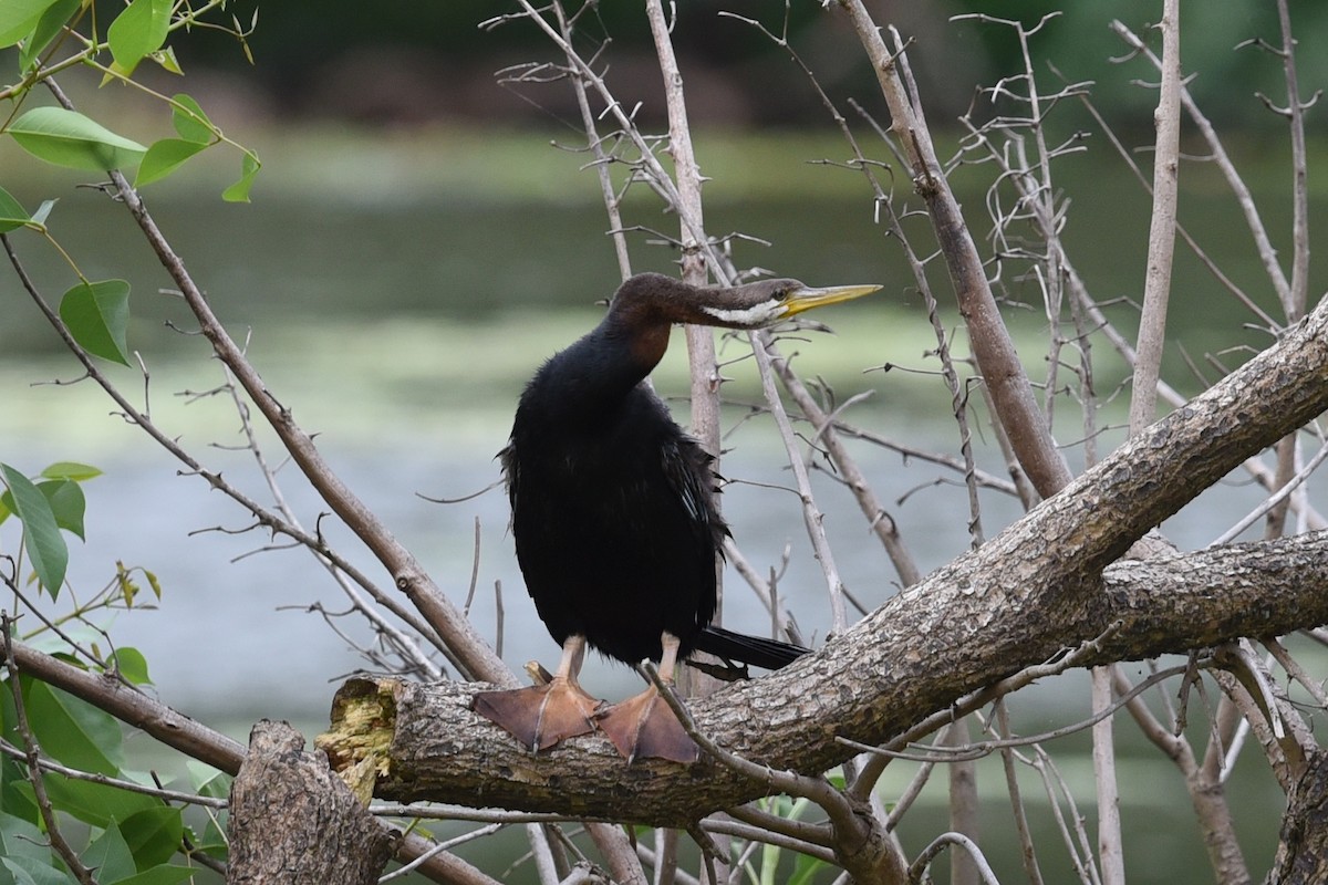 Australasian Darter - ML646389540